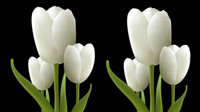 Blanc vecteur tulipes