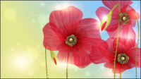 Fleurs exquises 05 - matriel vecteur