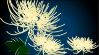 Matriau exquise vecteur chrysanthme