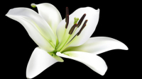 Lily vecteur matriel