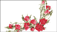 Rose bouquet 04 - matriel vecteur