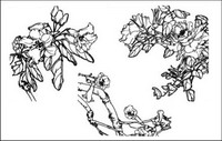 Dianthus superbus, Costas, West House Begonia, Aegiceras, des fleurs de radis