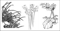Plum, camlia, cymbidium, jonquilles enfant, magnolia, abricot