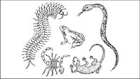 Gecko mille-pattes de scorpions et de serpents matriel vecteur crapaud
