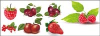 Grandes frutos rojos, fresas vector
