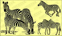 Zebra vecteur matriel
