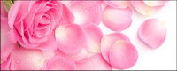 Pink matriel photo de ptales de rose