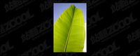Feuille d