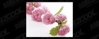 Fleur rose photo du matriel de qualit-2