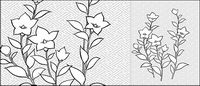 Vector dessin de fleurs-28 (Campanulaceae)