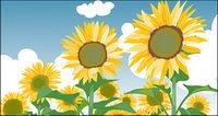 Sunflower t ciel bleu et nuages blancs