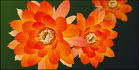 Exquisite lotus vecteur matriel