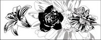 Noir et blanc, fleurs