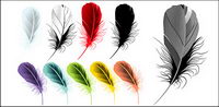Vector matriel magnifiquement color plumes