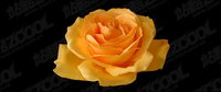 Ralisme roses jaunes vecteur matriel