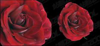 Vivid roses rouges vecteur matriel