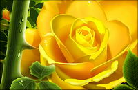 Les roses jaunes avec de l