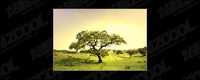 Tree matriel photo