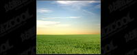 Soire herbe matriel photo