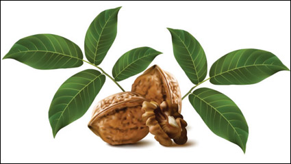 Realistic green walnut walnut 03 - vector 