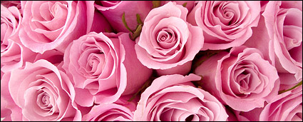 Pink roses background picture material