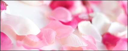 Rose petals picture