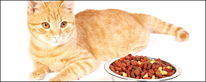 Small cat picture material-9