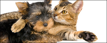 Small cat picture material-8
