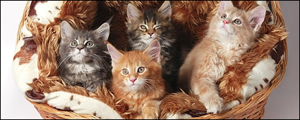 Small cat cat picture material-7