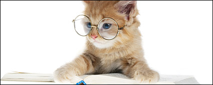 Small cat cat picture material-6