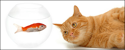 Small cat picture material-4