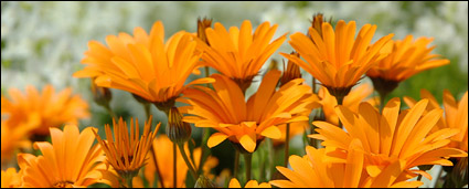Orange daisy picture material