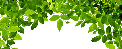 Leaves picture material