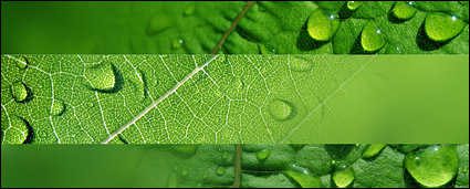 Full of water leaves the picture material