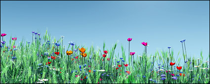 Colored flowers and wheat picture