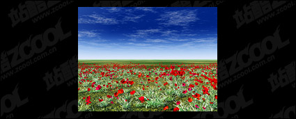 Red flowers on the grassland of the picture material