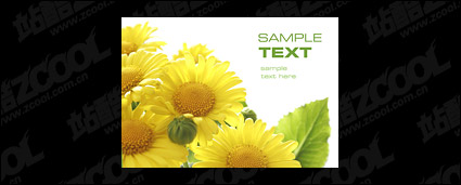 Sunflower picture quality material