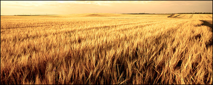 Harvest season picture material