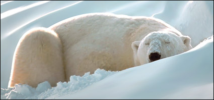 AI realistic rendering of the polar bear vector material