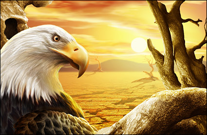 the eagle under Sunset