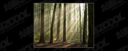 Woods picture quality material