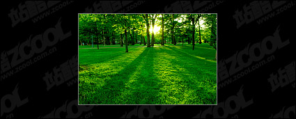 Trees and lawn at dusk