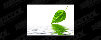 The reflection of leaves and picture material
