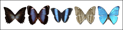 Butterfly series of transparent PNG icon